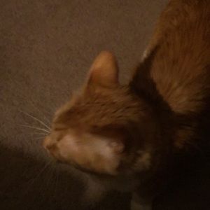 Meet your Posher, Wendy